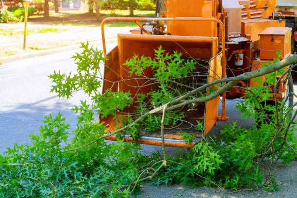 Best Tree Root Removal  in Mesquite, TX